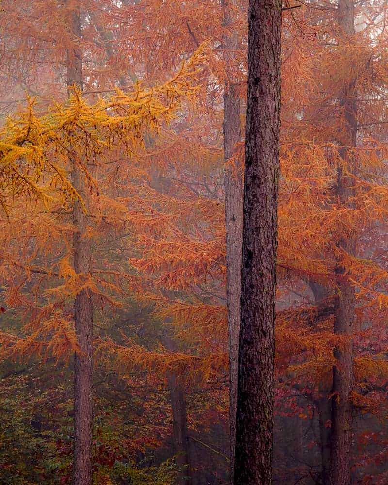 Fotografie-tips Het bos in Fotografie-tips Het bos in