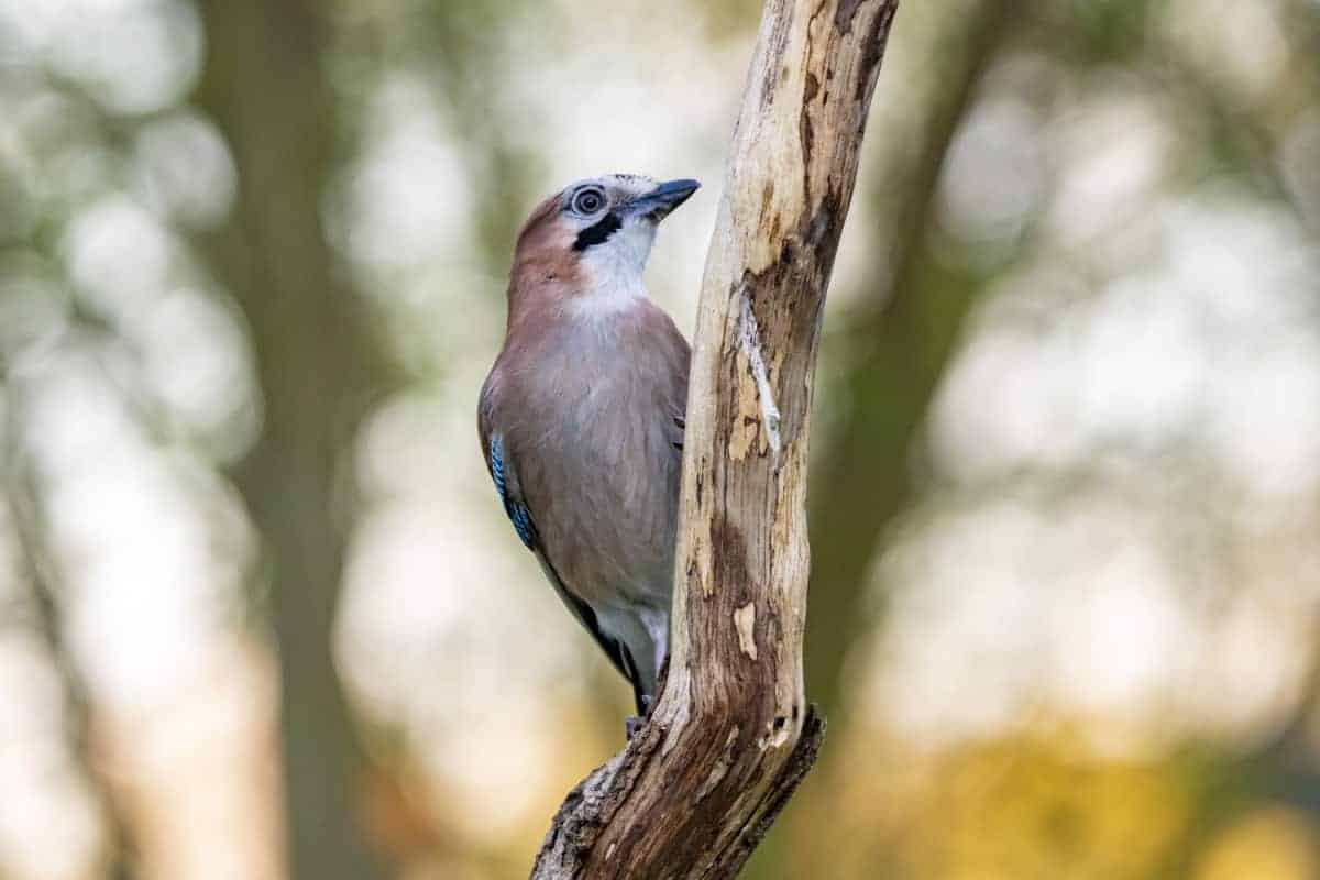 Fotografie tips Vogels fotograferen 01 Fotografie tips Vogels fotograferen Vlaamse Gaai