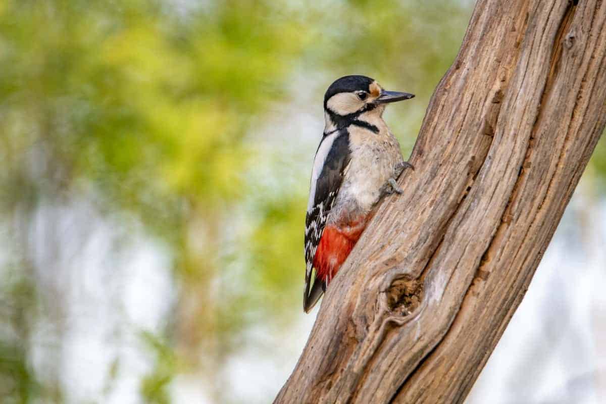 Fotografie tips Vogels fotograferen 03 Fotografie tips Vogels fotograferen Bonte specht