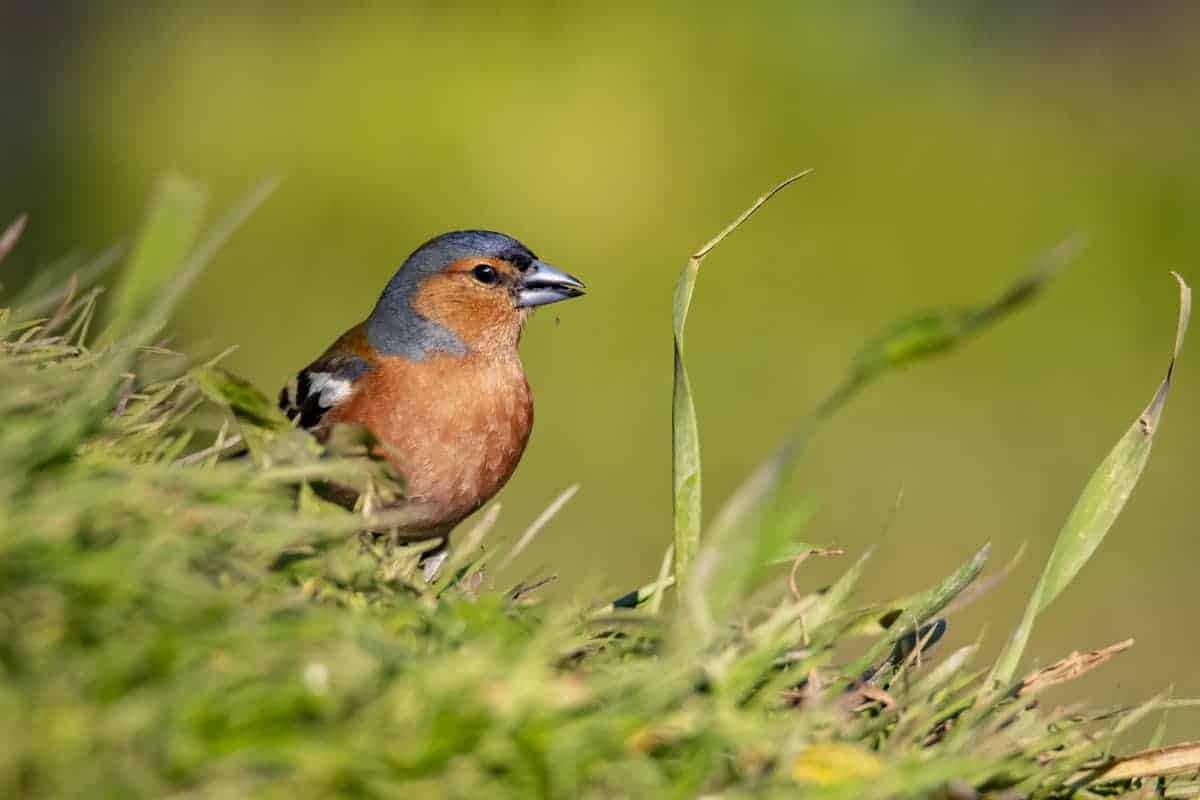 Fotografie tips Vogels fotograferen 04 Fotografie tips Vogels fotograferen Appelvink