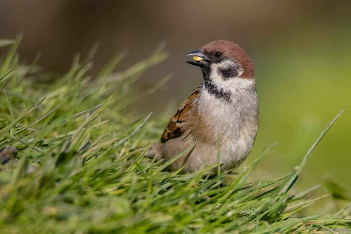 Fotografie tips Vogels fotograferen 06 Fotografie tips Vogels fotograferen Mus