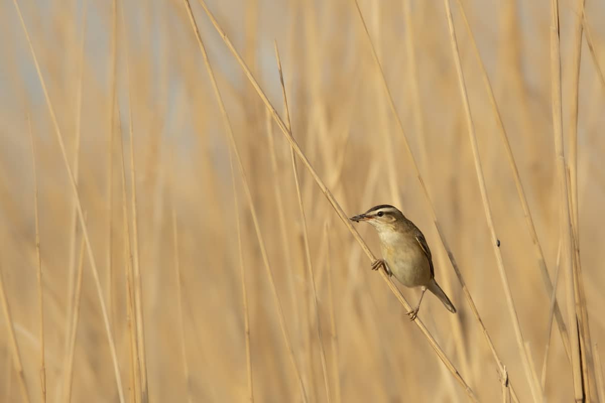 Fotografie tips Vogels fotograferen 07 Fotografie tips Vogels fotograferen rietzanger