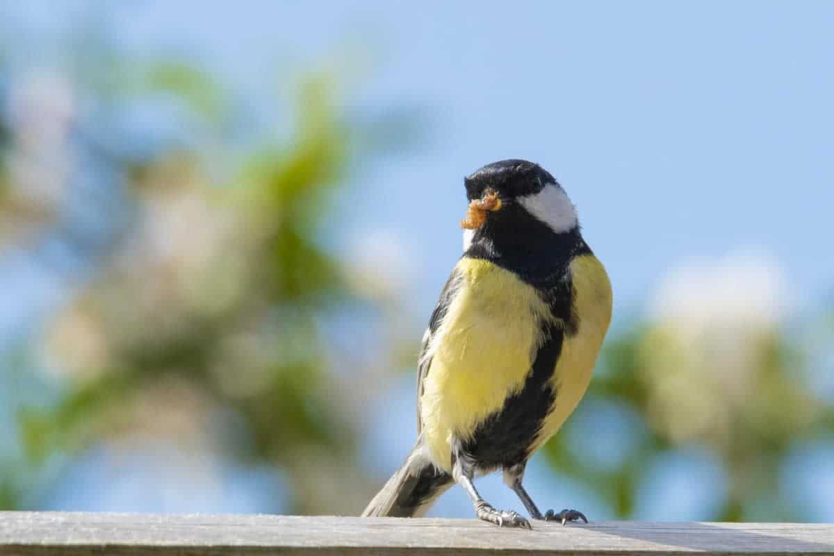 Fotografie tips Vogels fotograferen koolmees