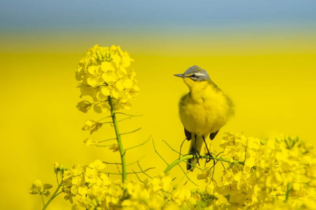 Fotografie tips Vogels fotograferen gele kwikstaart in geel koolzaadveld