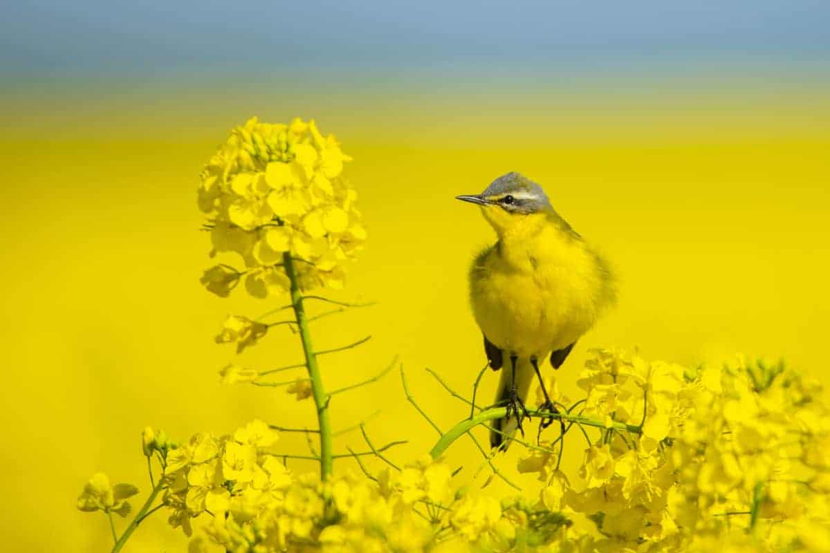 Fotografie tips Vogels fotograferen gele kwikstaart in geel koolzaadveld