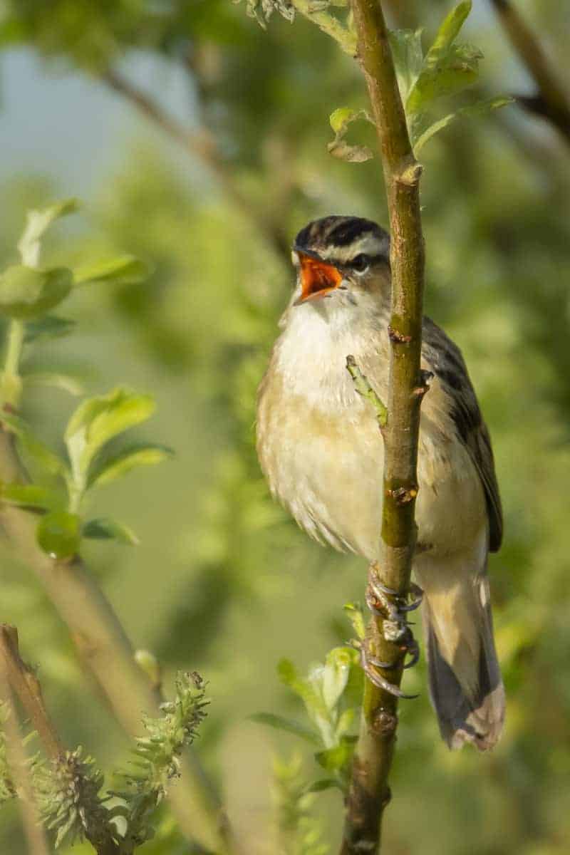 Fotografie tips Vogels fotograferen 12 Fotografie tips Vogels fotograferen