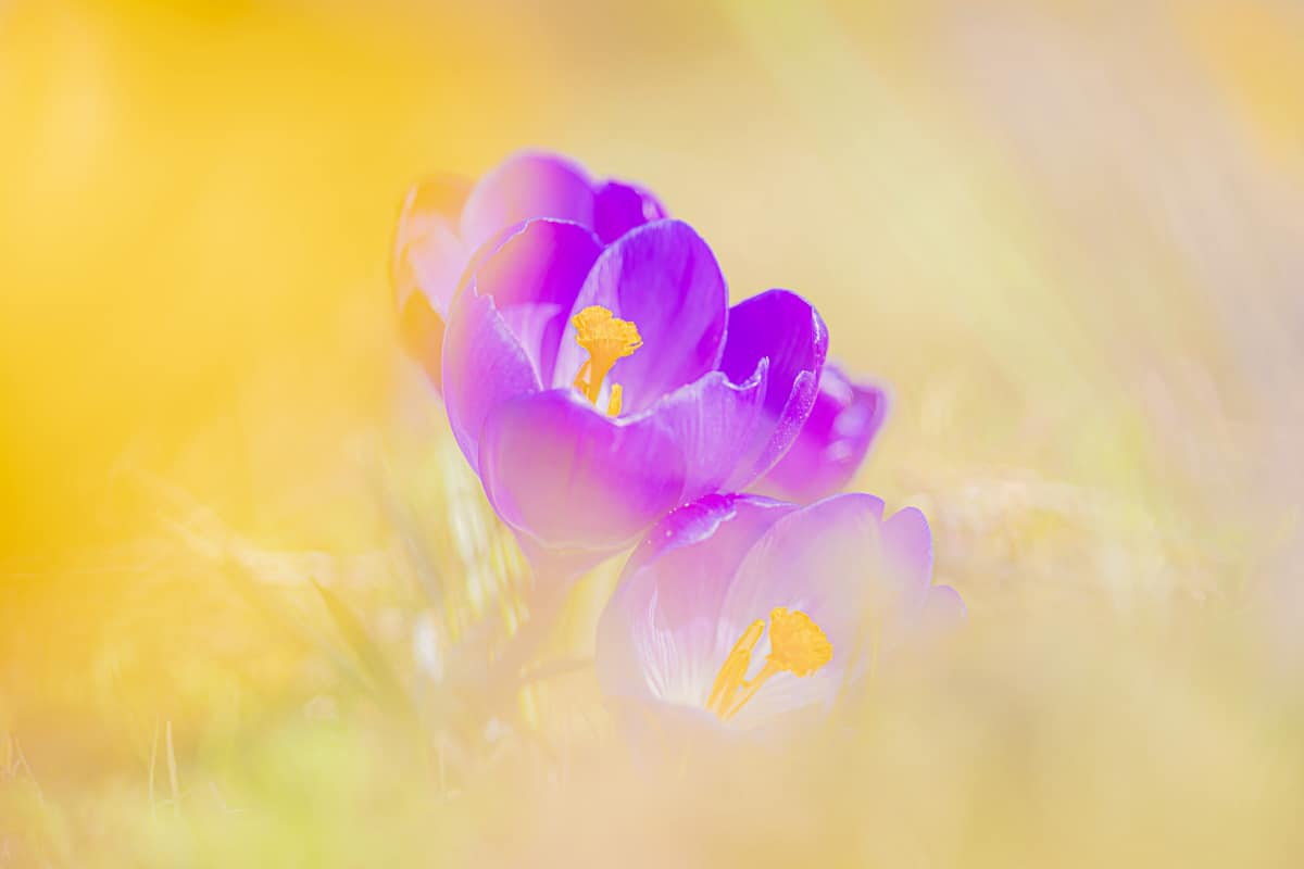 Fotografie tips Voorjaarsbloemen fotograferen 1 Fotografie cursus macrofotografie