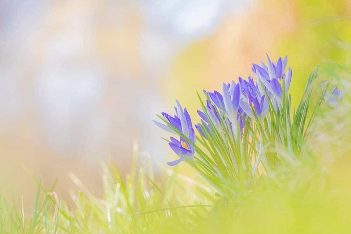 Fotografie tips Voorjaarsbloemen fotograferen 3 Fotografie cursus macro fotografie