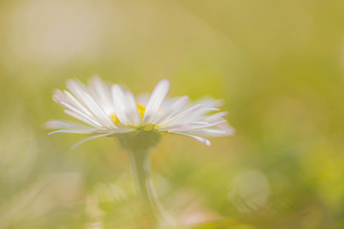 Fotografie tips Voorjaarsbloemen fotograferen 4 Fotografie cursus macro fotografie madeliefje fotograferen