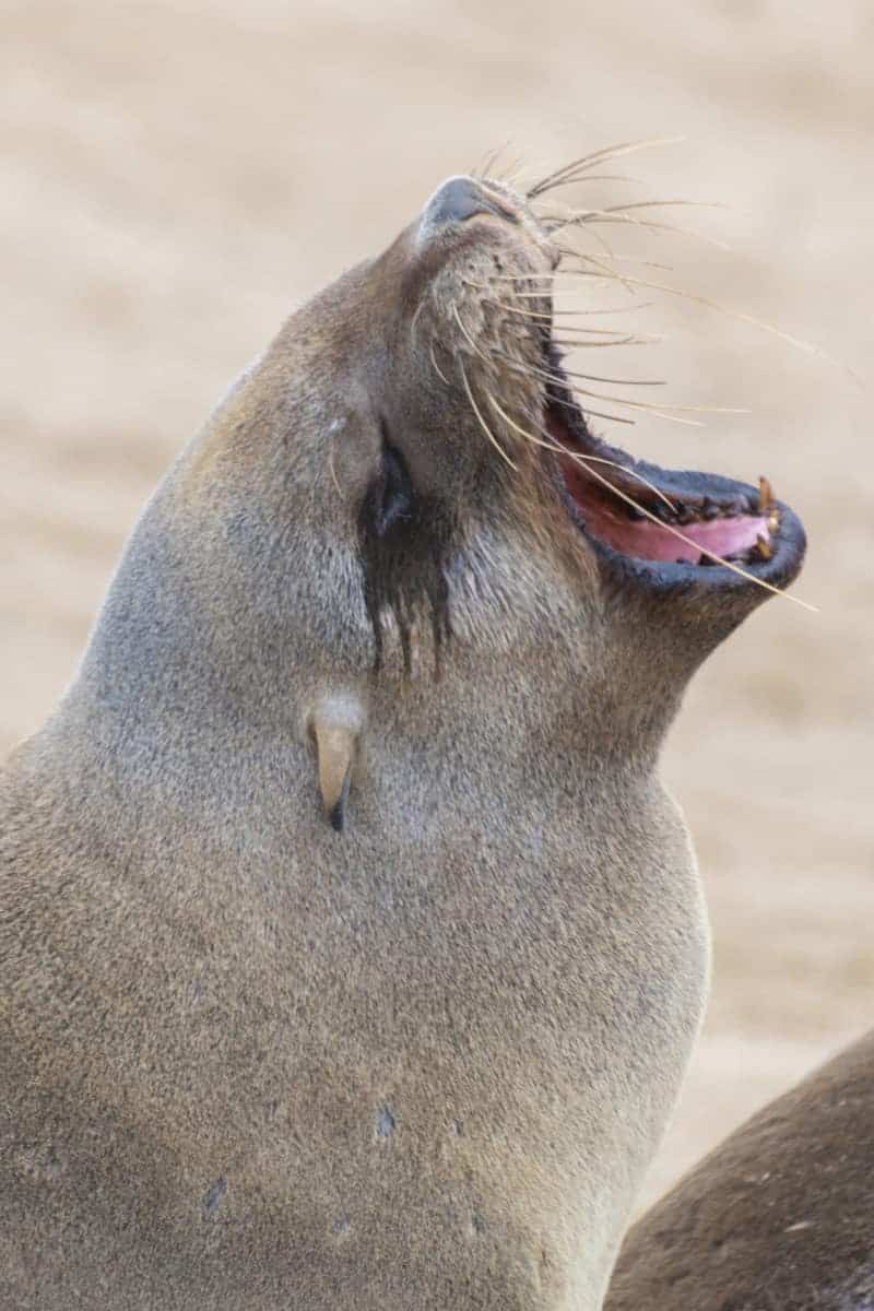 Fotografie tips geheugenkaartje gapende zeehond Fotografie tips geheugenkaartje gapende zeehond