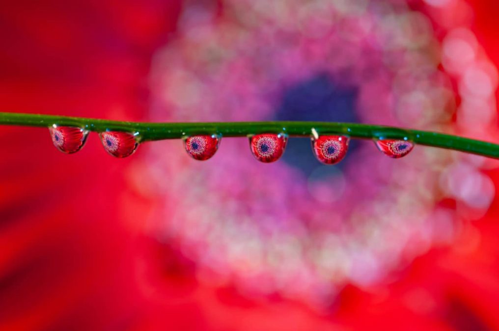 Fotografie tips waterdruppel fotograferen