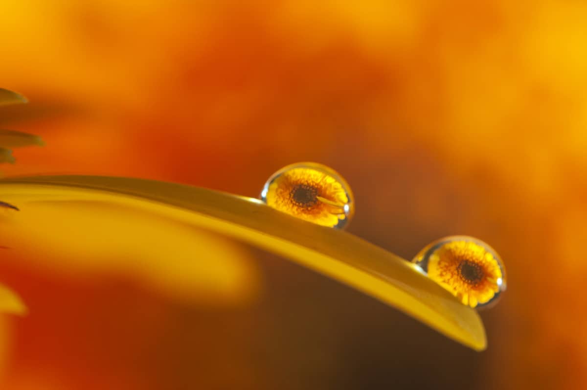 Fotografie tips waterdruppel fotograferen 4_01 Fotografie tips reflectie in waterdruppel fotograferen