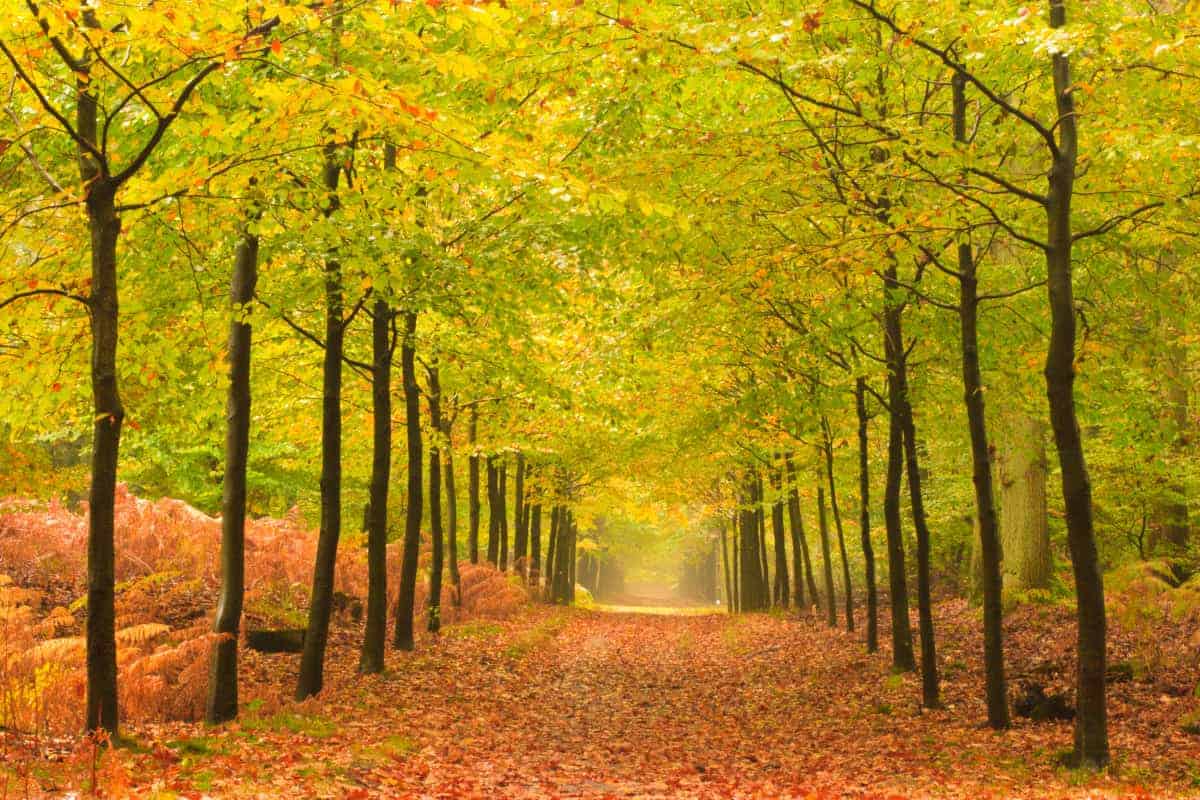 Fotografie weekend Veluwe Herfst 01Bas Meelker Fotografie weekend Veluwe Herfst Bas Meelker