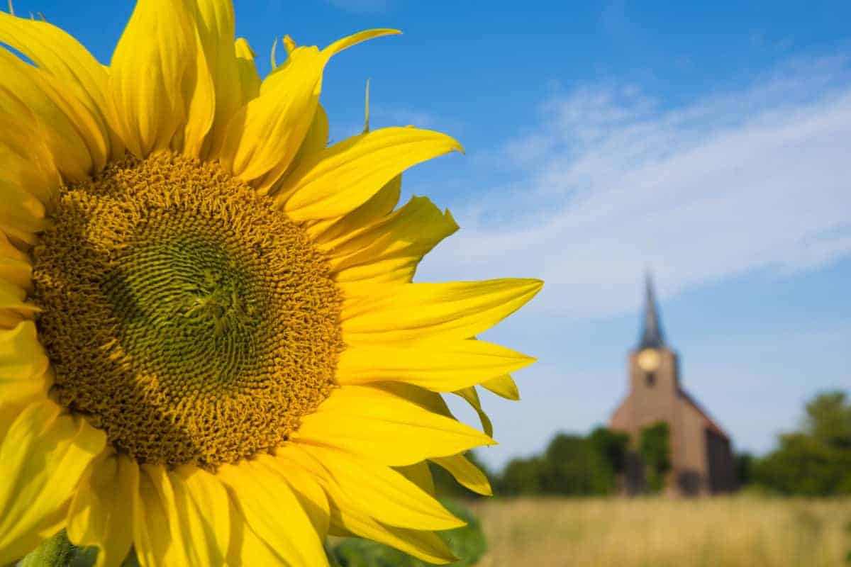Zonnebloemen bij kerkje van Heveskes - Fotografiereis Groninger Waddenkust Zonnebloemen bij kerkje van Heveskes - Fotografiereis Groninger Waddenkust