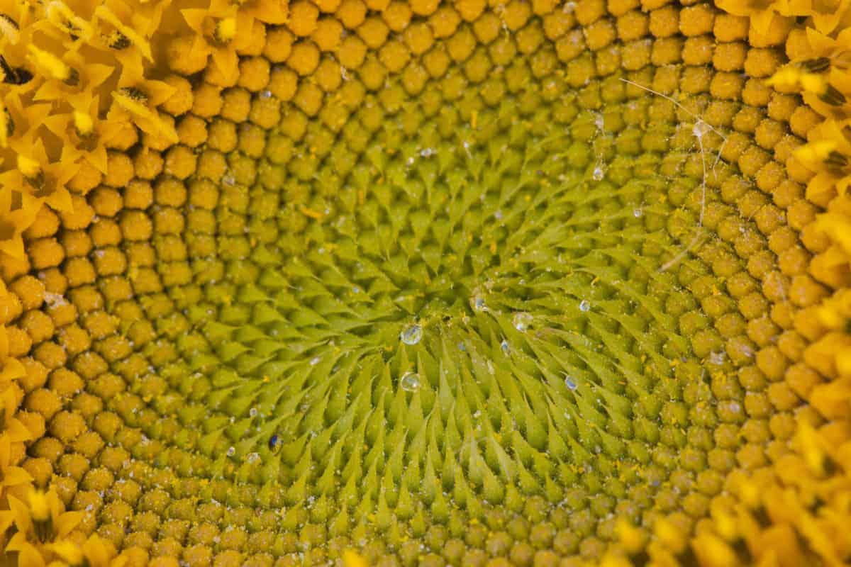 Kerkje Heveskes in de zonnebloemen Fotografiereis Groninger Waddenkust Kerkje Heveskes in de zonnebloemen Fotografiereis Groninger Waddenkust