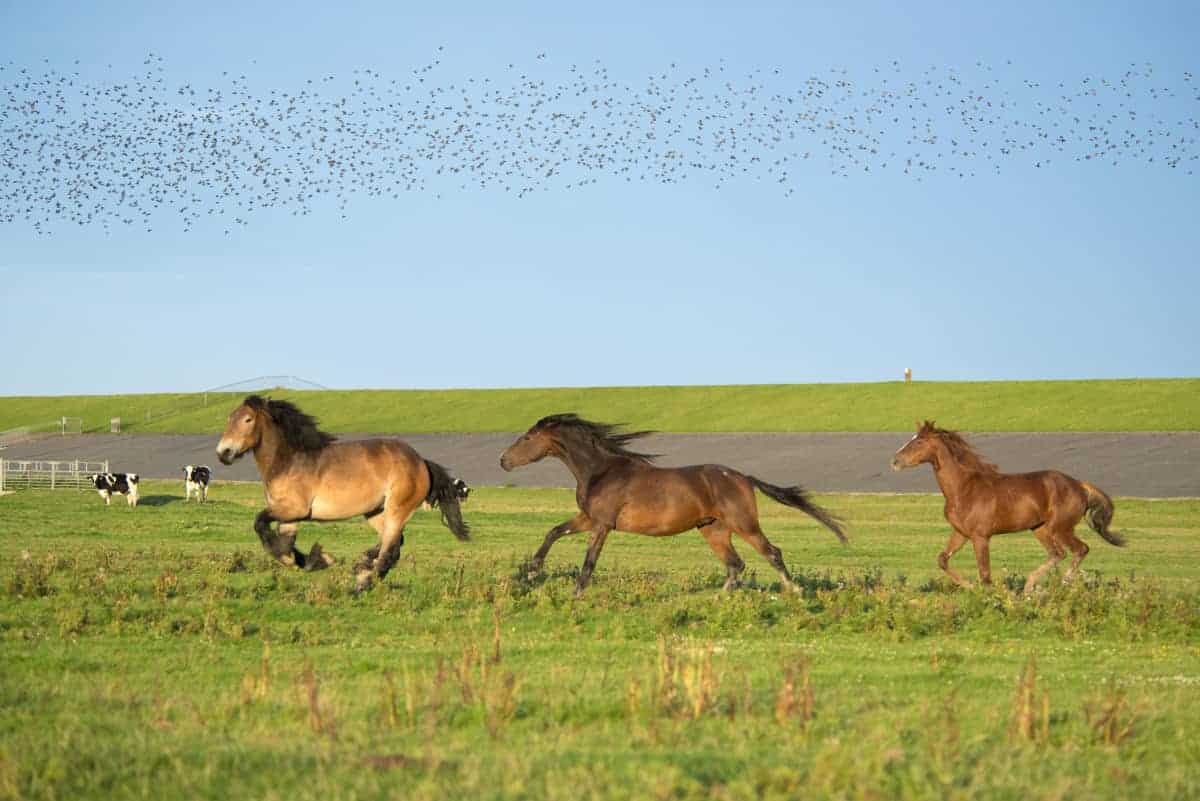 Noordpolderzijl rennende paarden Noordpolderzijl rennende paarden