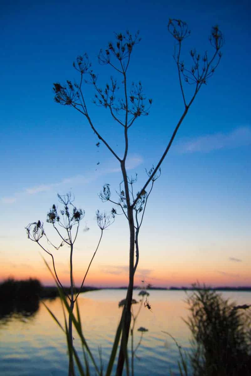 Hondshalstermeer bij Wagenborgen