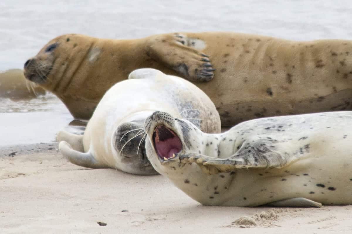 Zeehonden bij de Punt van Reide Fotografiereis Groninger Waddenkust Zeehonden bij de Punt van Reide Fotografiereis Groninger Waddenkust