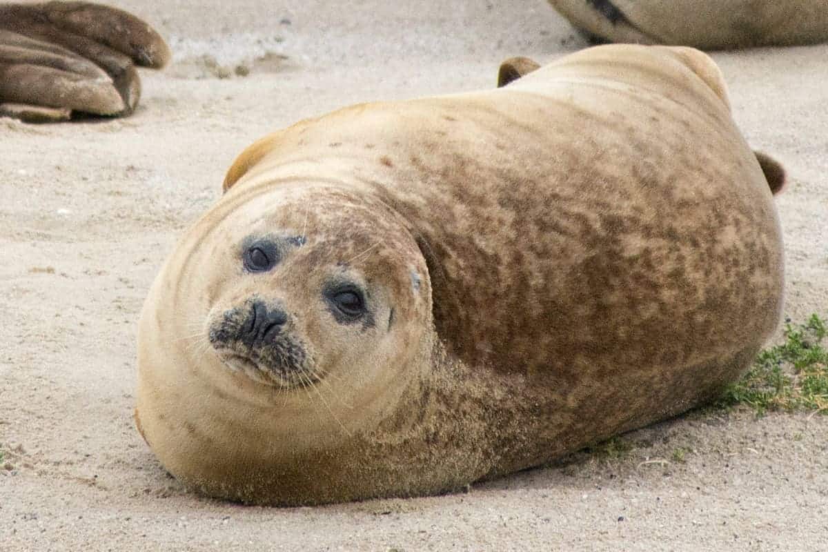 Zeehonden Punt van Reide Zeehonden Punt van Reide