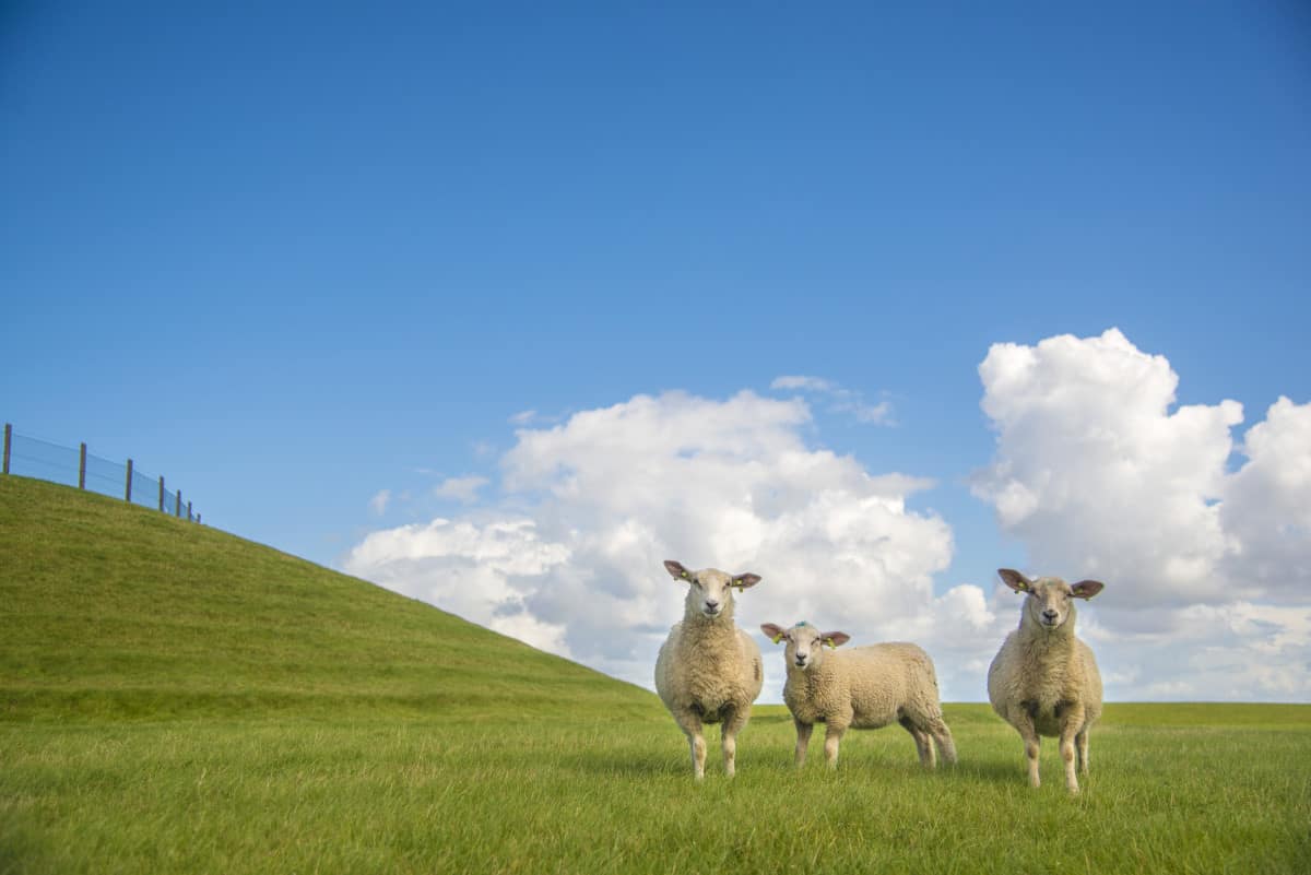 Schapen aan de dijk bij Bierum Hoogwatum Schapen aan de dijk bij Bierum Hoogwatum