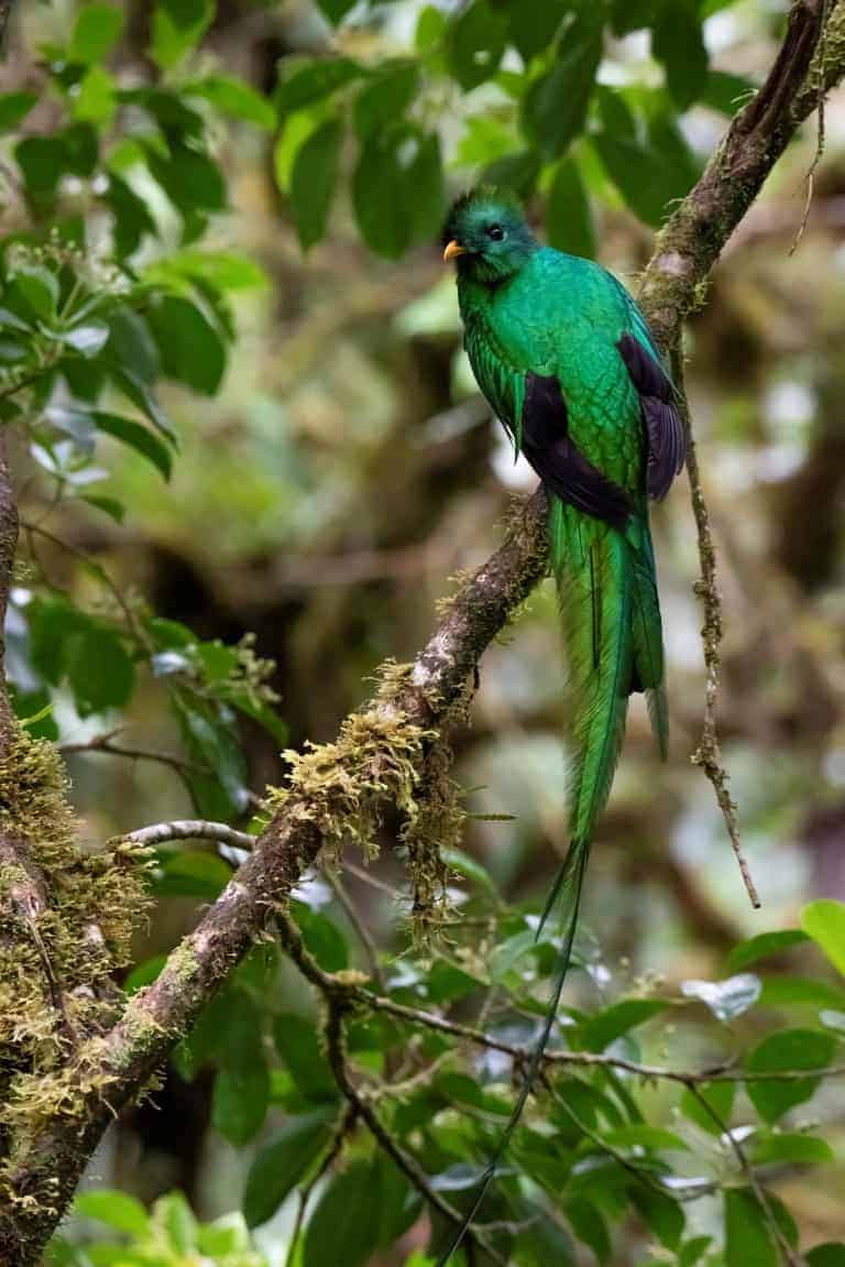 Fotografiereizen - Fotografen vertellen - Quetzal