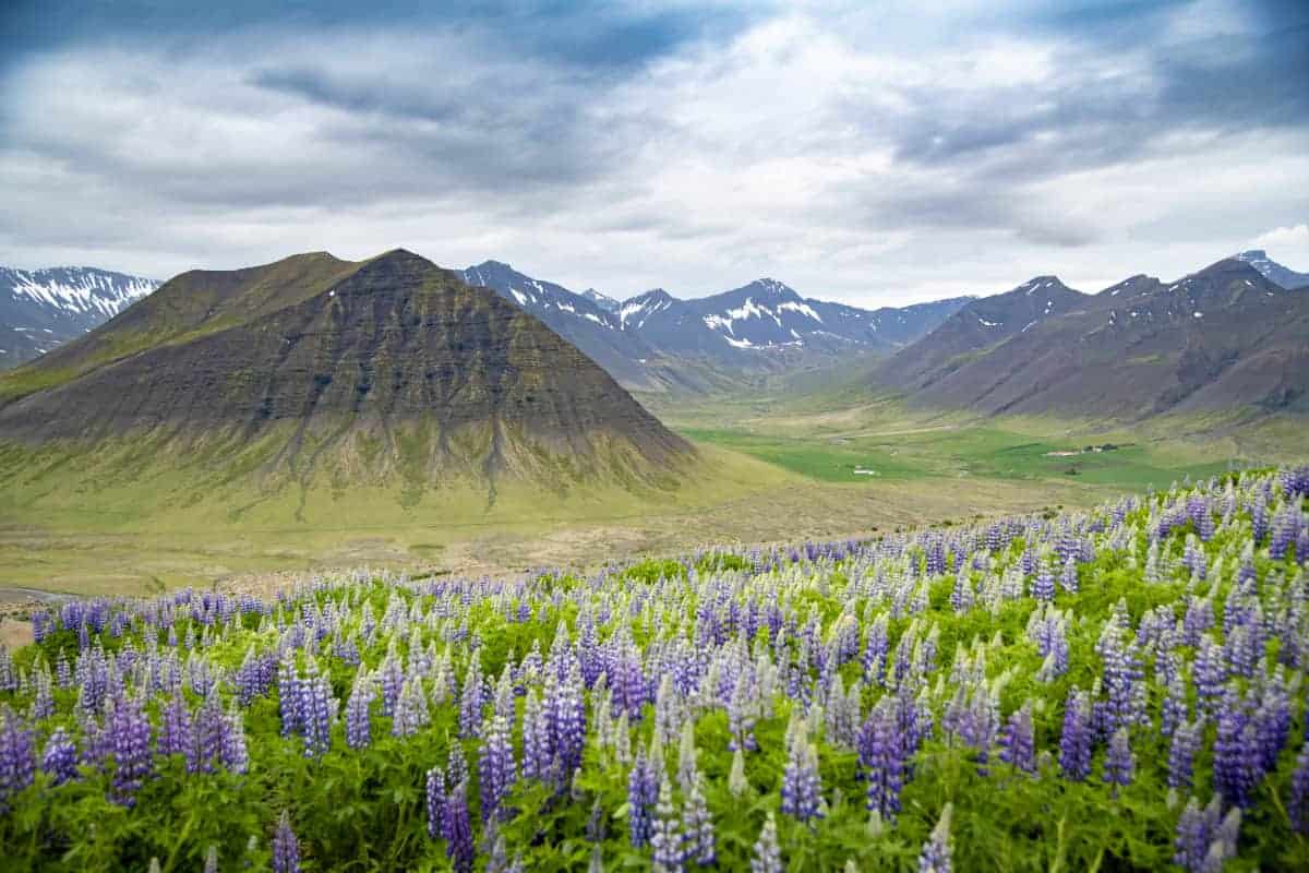Fotografiereizen IJsland Westfjorden 122 Lupinen op de Westfjorden fotografie reizen IJsland