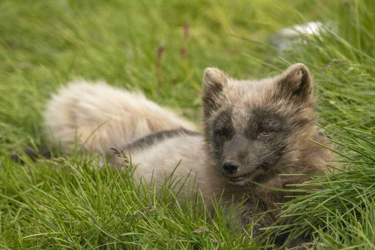 Fotografiereizen IJsland Westfjorden 48 Poolvos op de Westfjorden Fotografiereizen IJsland