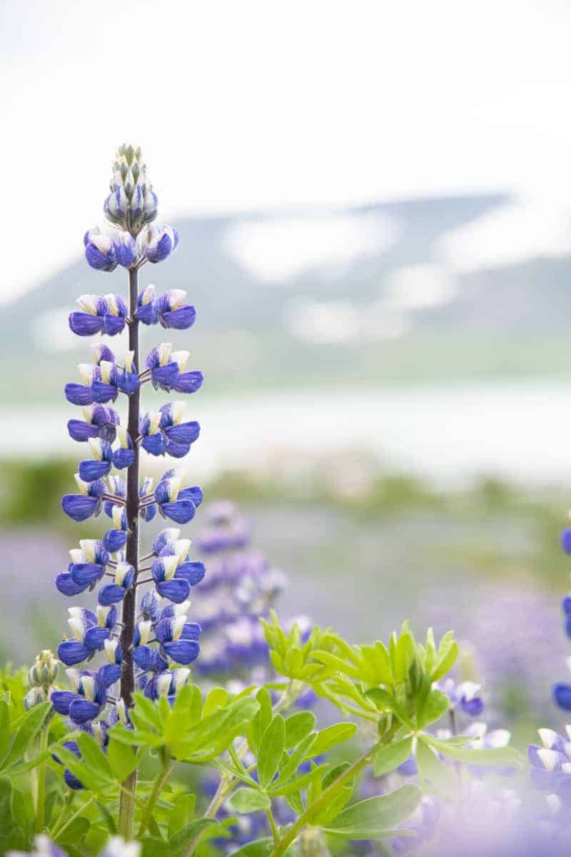 Fotografiereizen IJsland Westfjorden 69 Veel lupinen te zien tijdens de fotografiereis door de Westfjorden van IJsland