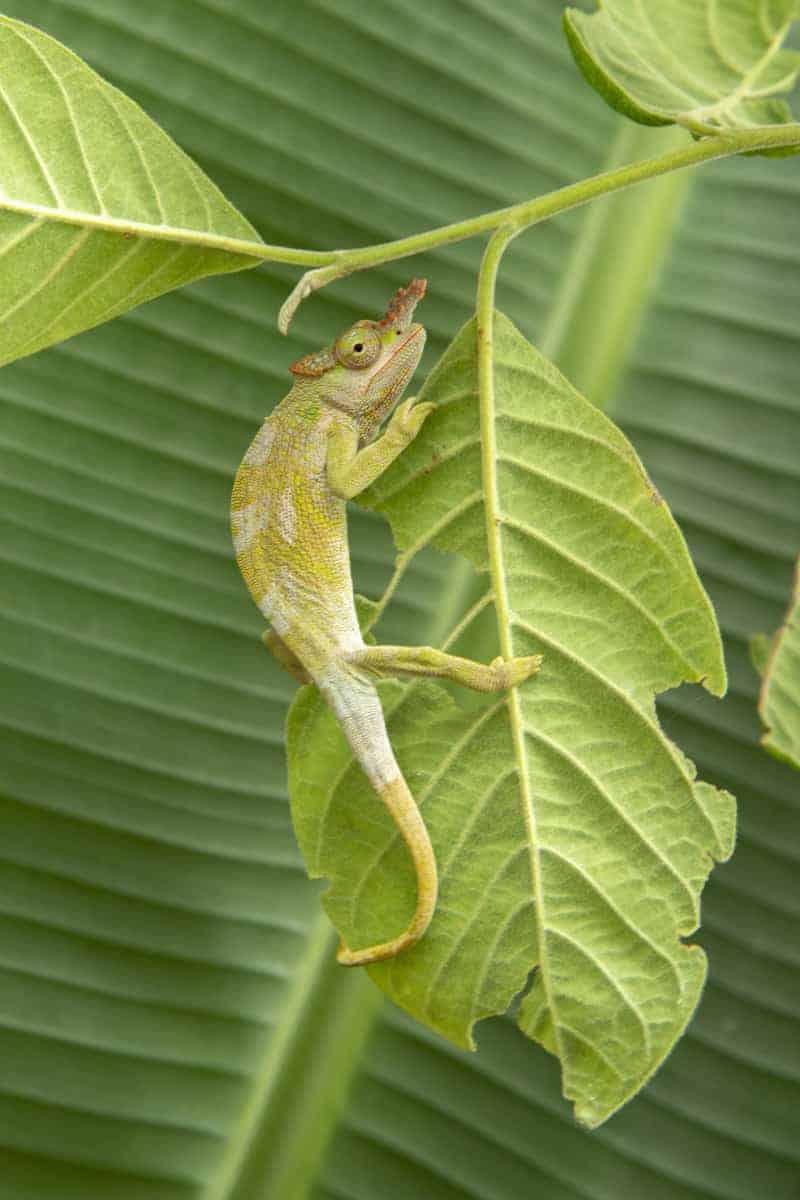 Fotoreis Afrika Lake Chala Same Tanzania 112 Fotoreis Afrika Kilimanjaro kameleon Tanzania