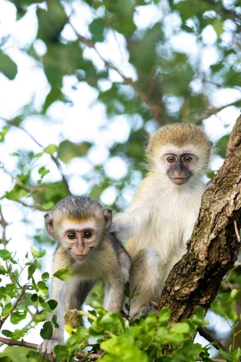 Fotoreis Afrika Mkomazi Tanzania 110 Fotoreis Afrika Mkomazi National Park Tanzania