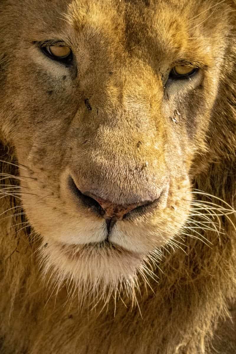 Fotoreis Afrika Ngorongoro Mto wa Mbu Tanzania 153 Fotoreis Afrika Ngorongoro Krater Tanzania