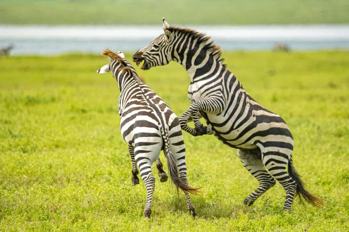 Fotoreis Afrika Ngorongoro Mto wa Mbu Tanzania 160 Fotoreis Afrika Ngorongoro Crater Tanzania vechtende zebra's