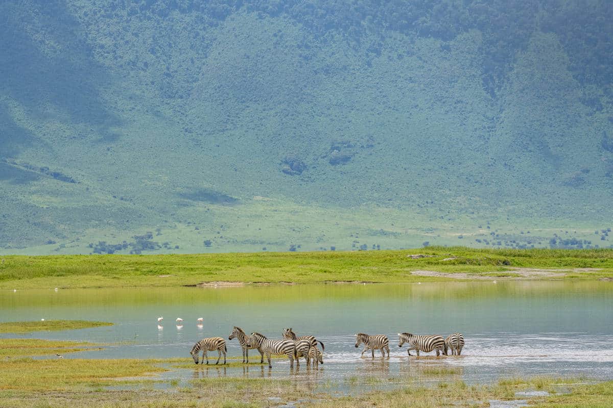 Fotoreis Afrika Ngorongoro Mto wa Mbu Tanzania 166 Fotoreis Afrika Zebra's in Ngorongoro Crater Tanzania