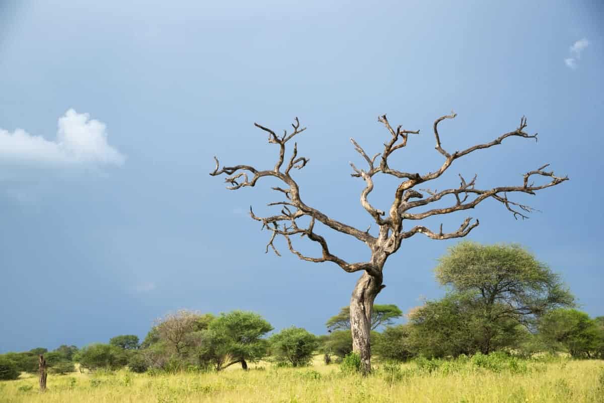 Fotoreis Afrika Ngorongoro Mto wa Mbu Tanzania 171 Fotoreis Afrika Ngorongoro Mto wa Mbu