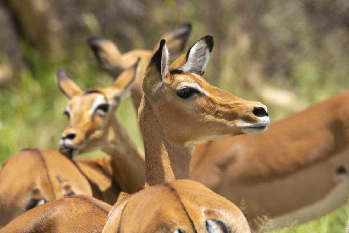 Fotoreis Afrika Tanzania 09 Wildlife fotoreizen Africa