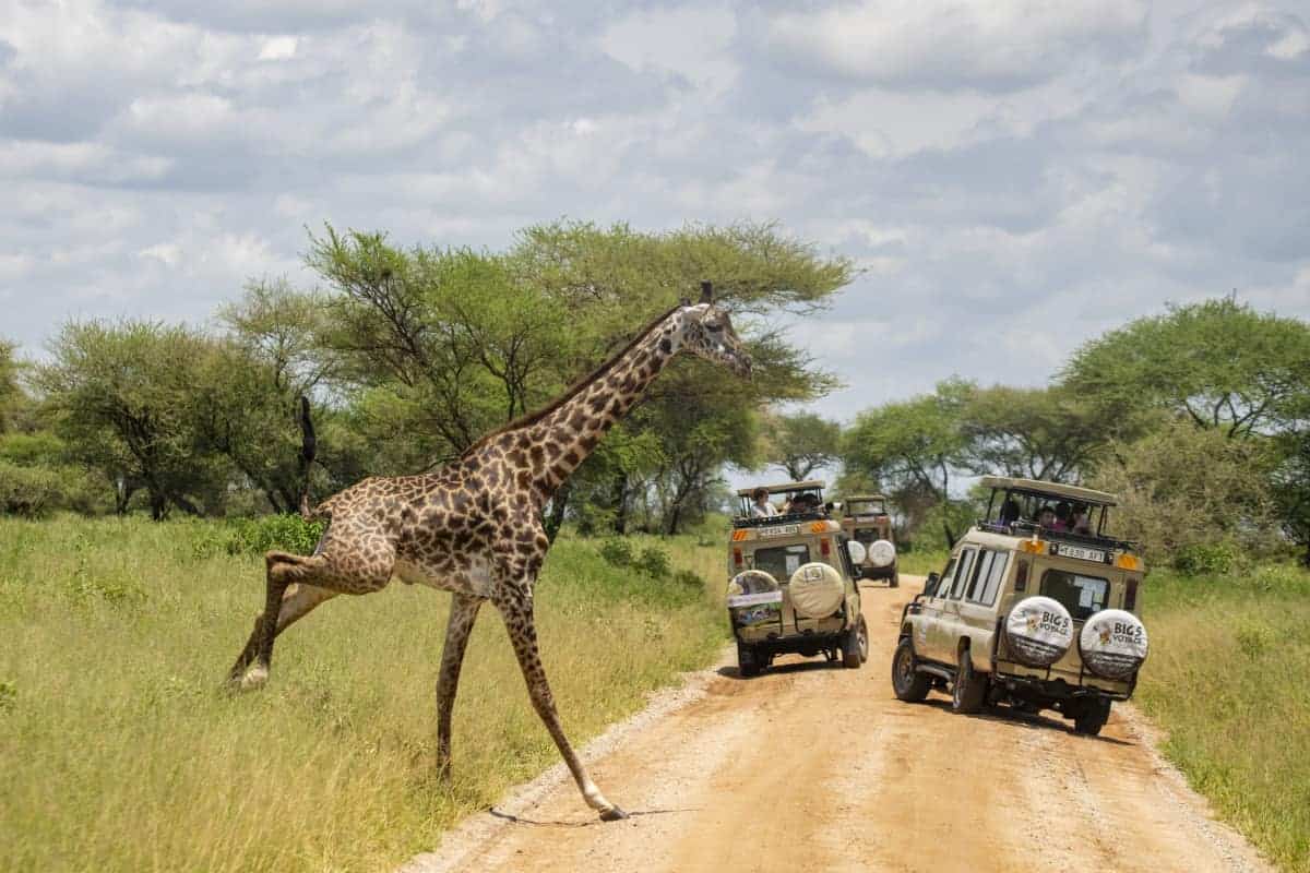 Fotoreis Afrika Tanzania 15 Fotoreis Afrika Tanzania Giraffe steekt over