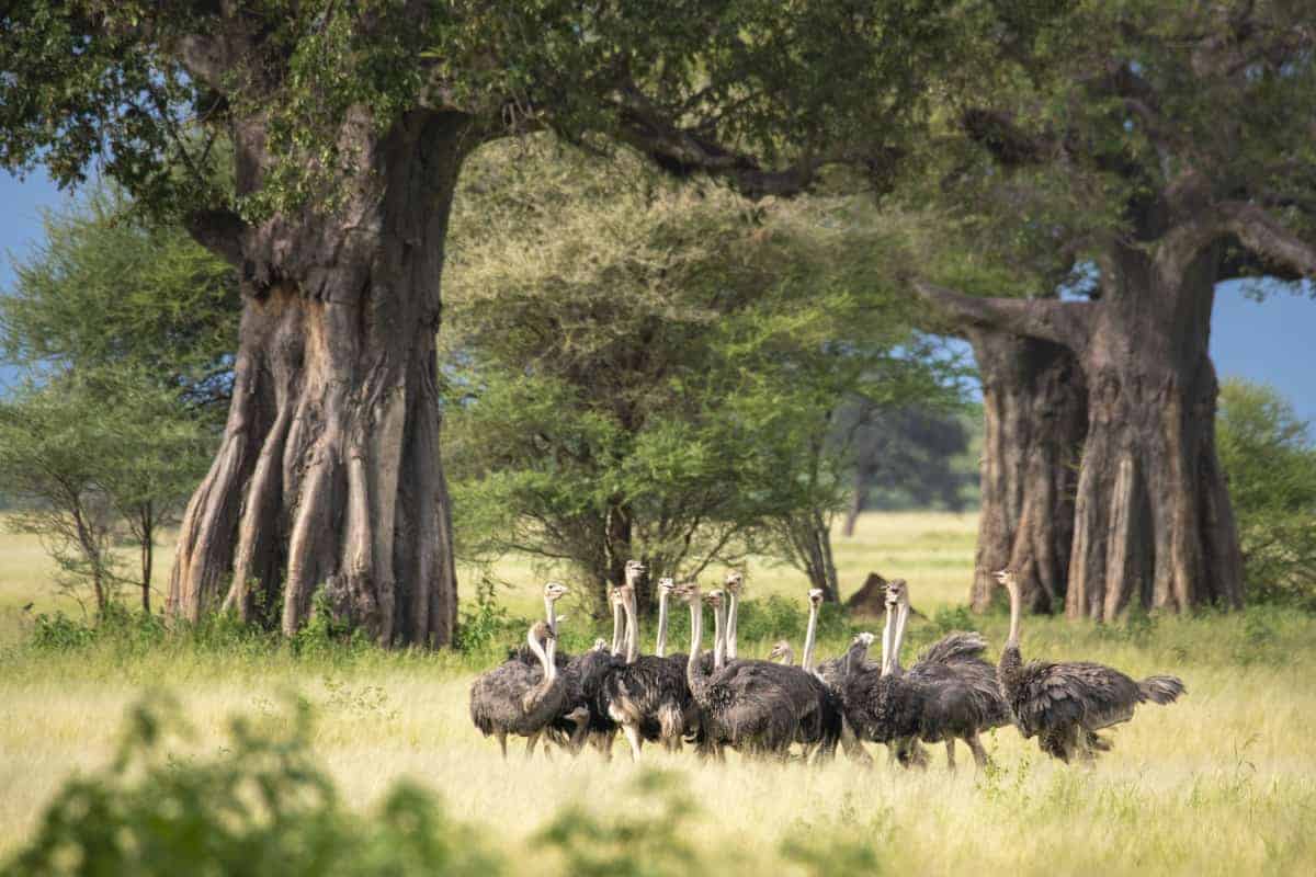 Fotoreis Afrika Tanzania 23 Struisvogels onder baobab bomen Fotoreis Afrika Tanzania