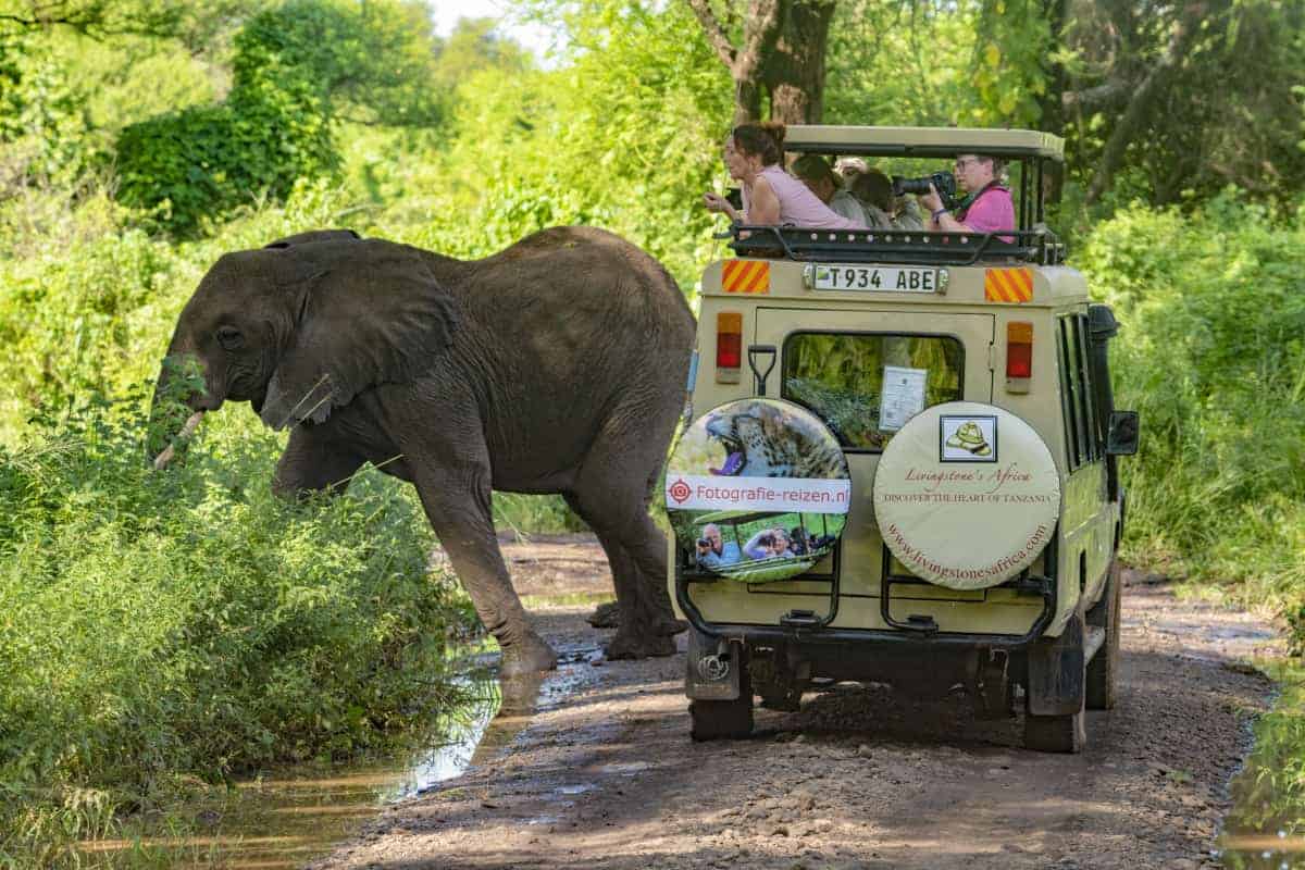 Fotoreis Afrika Tanzania 35 Olifant bij de auto met Fotografie-reizen op de achterkant Afrika