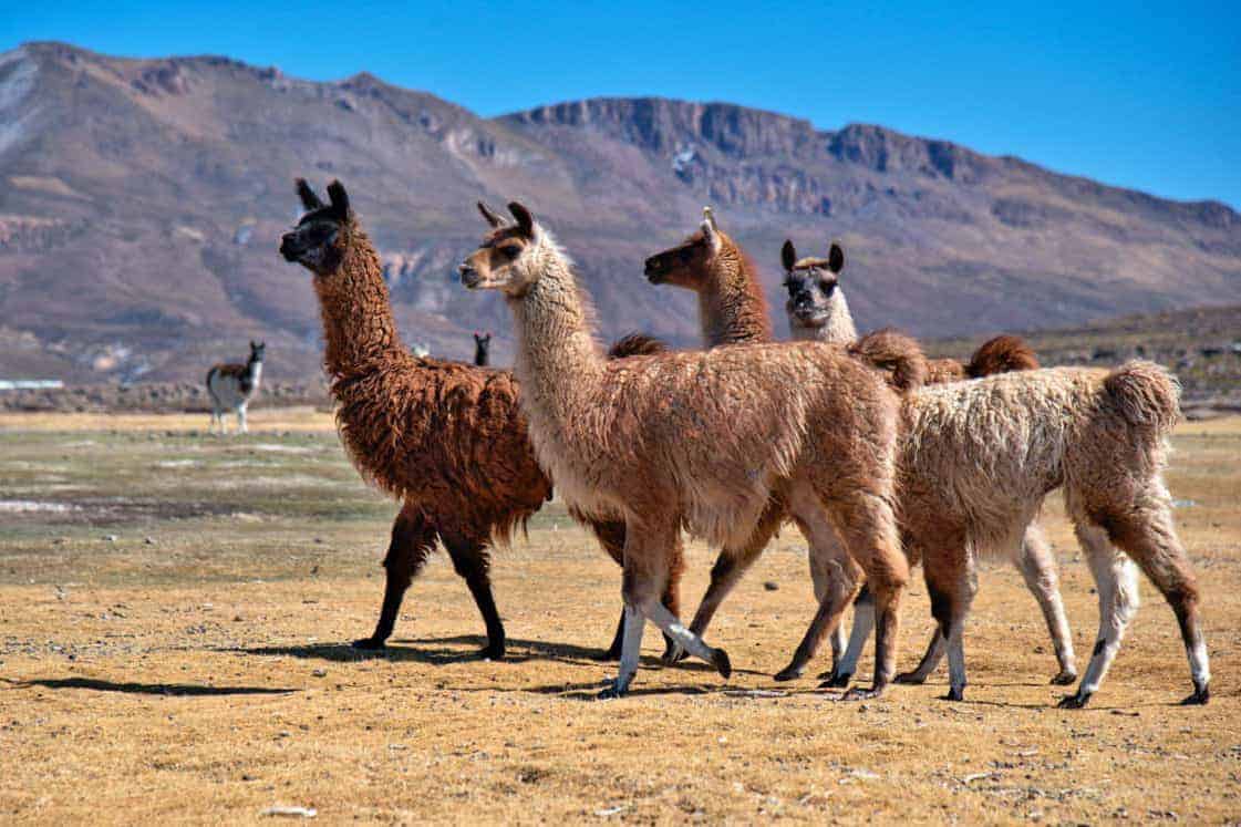 Lama's in de AndesFotoreis Argentinië, Bolivia, Chili