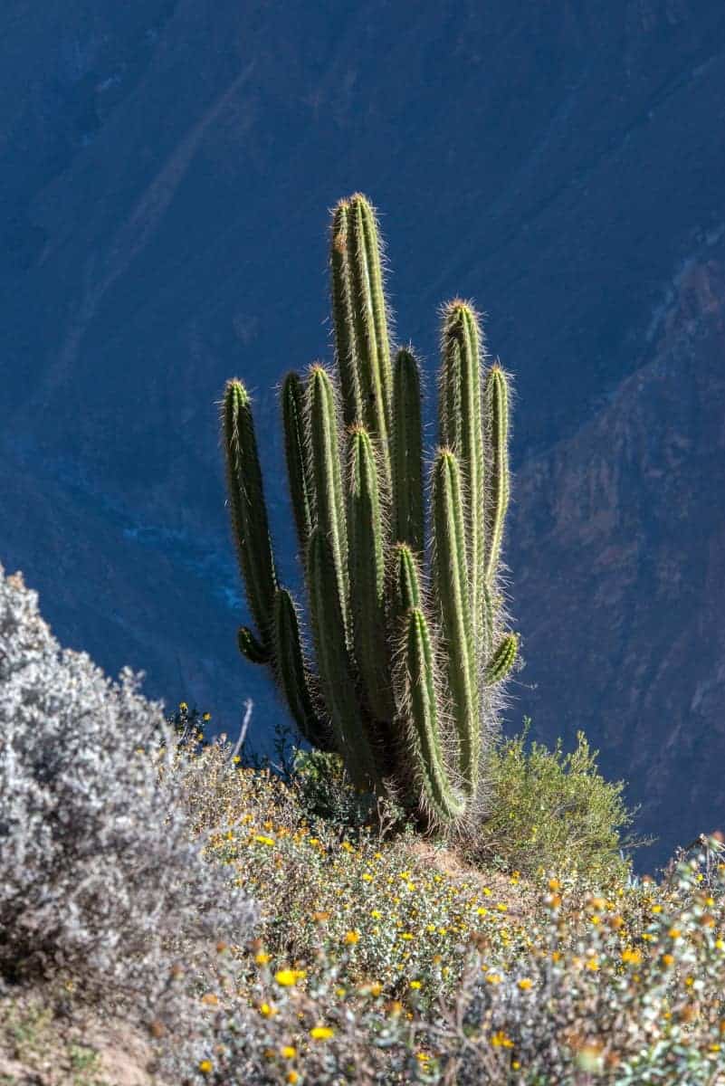 CactusFotoreis Argentinië, Bolivia, Chili