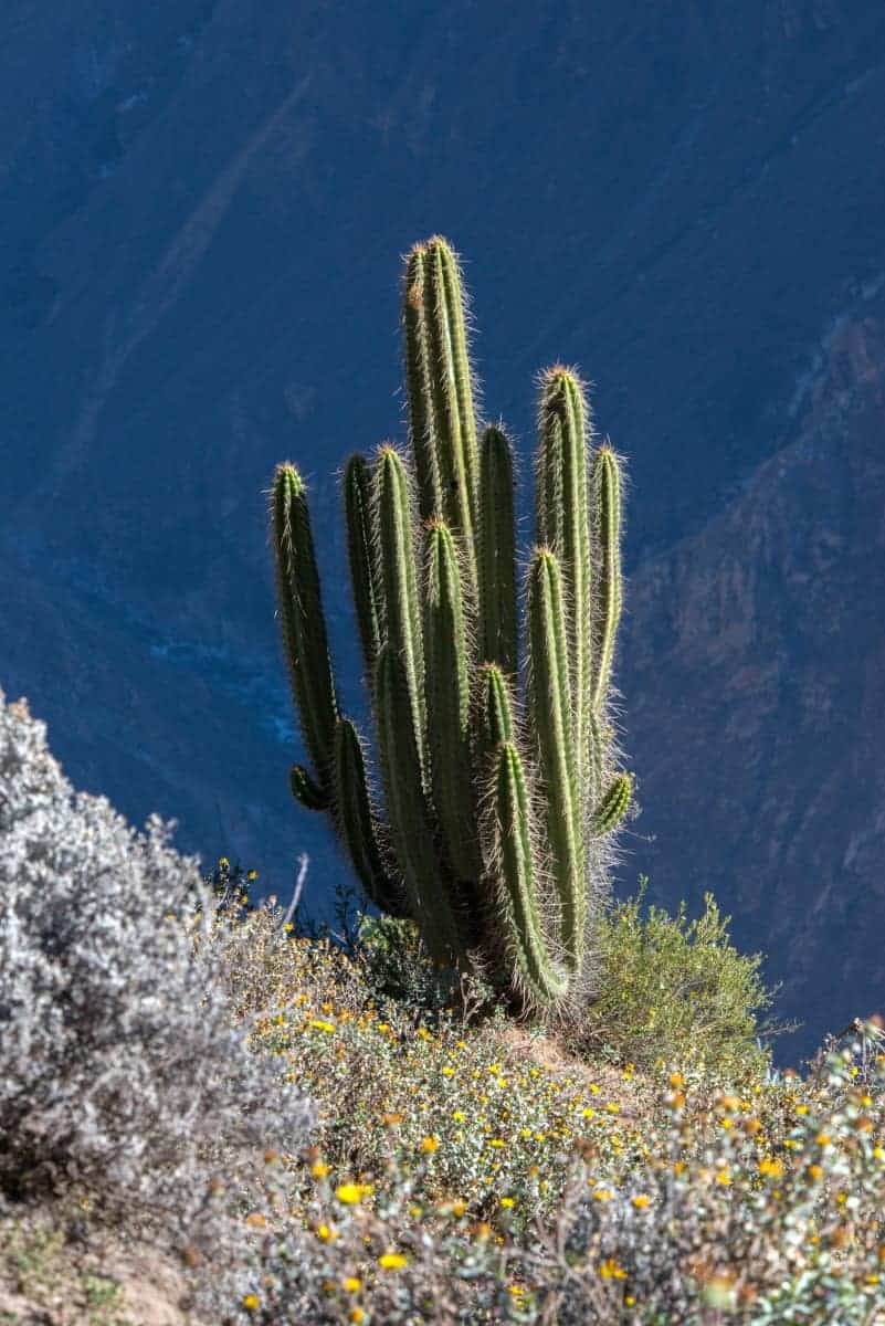 Fotoreis Bolivia 12_01 CactusFotoreis Argentinië, Bolivia, Chili