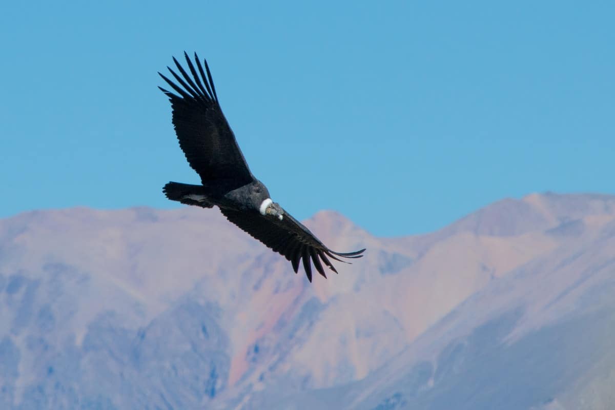Condor in Andes-gebergteFotoreis Argentinië, Bolivia, Chili