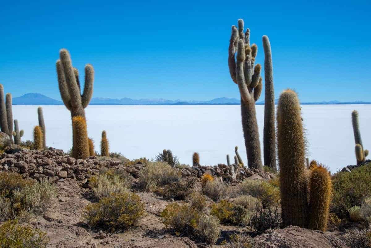 Cactuseiland zoutvlakte Uyuni fotografie reis Bolivia