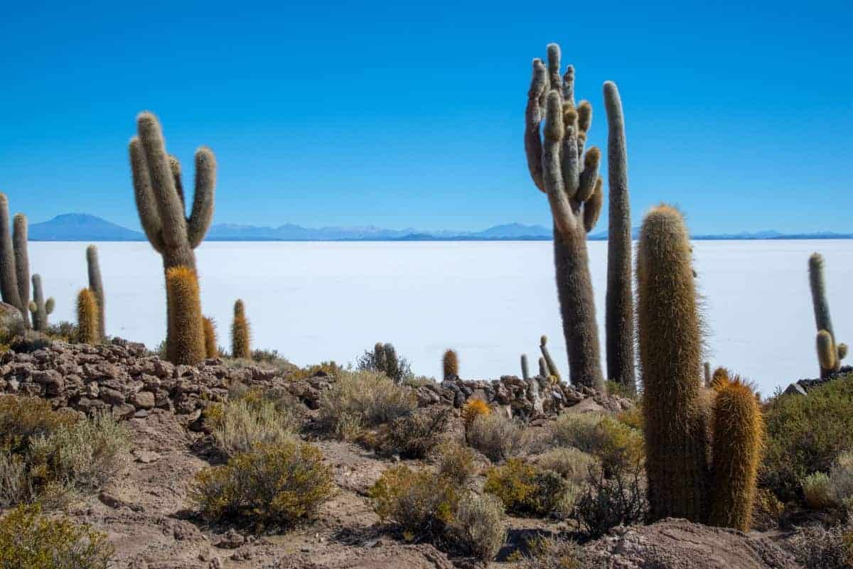 Fotoreis Bolivia 50_01 Cactuseiland zoutvlakte Uyuni fotografie reis Bolivia