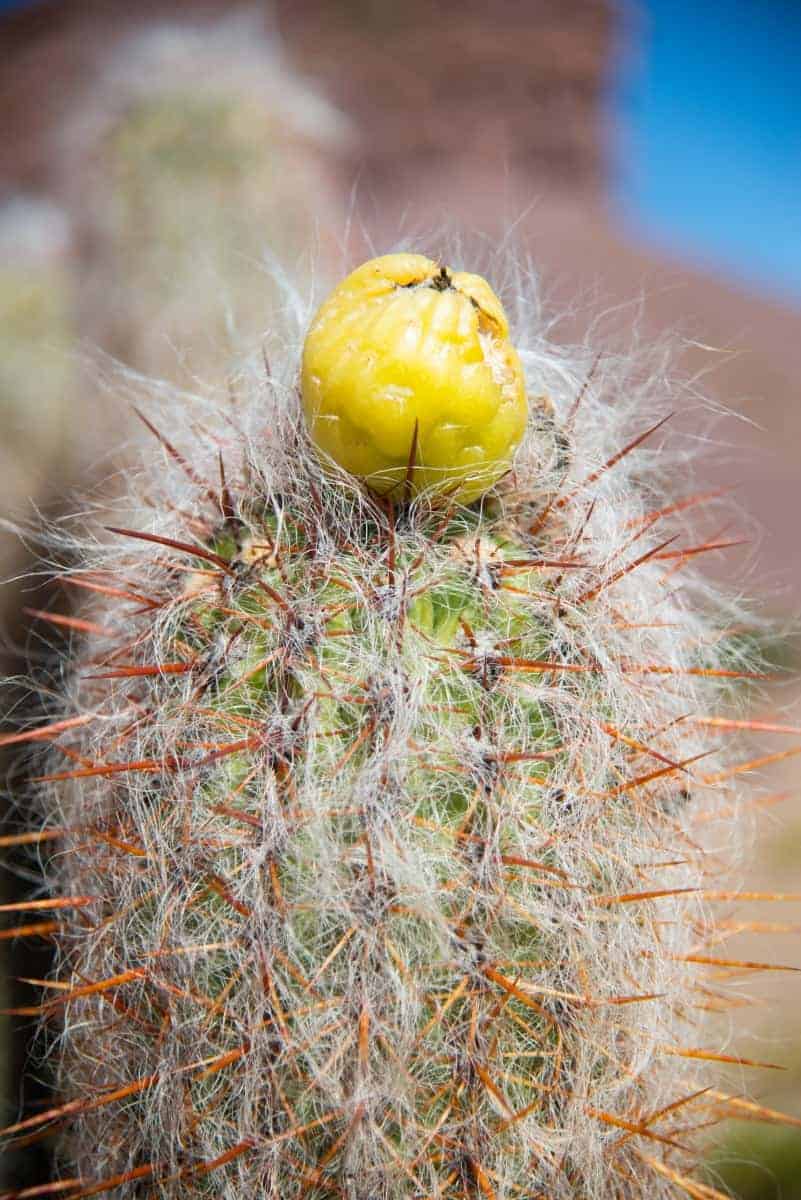Bloeiende cactusFotoreis Argentinië, Bolivia, Chili