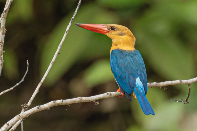 Fotografiereis Borneo Fotografiereis Borneo