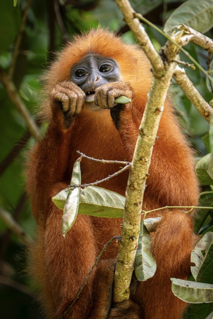 Fotovakantie Borneo Fotovakantie Borneo