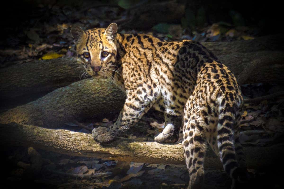 Fotoreis Brazilië Ocelot