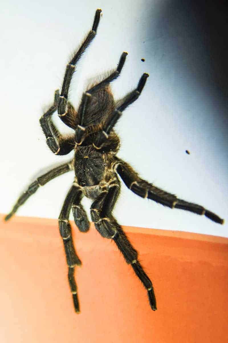 Tarantula of vogelspin tijdens de fotoreis Brazilië gefotografeerd.