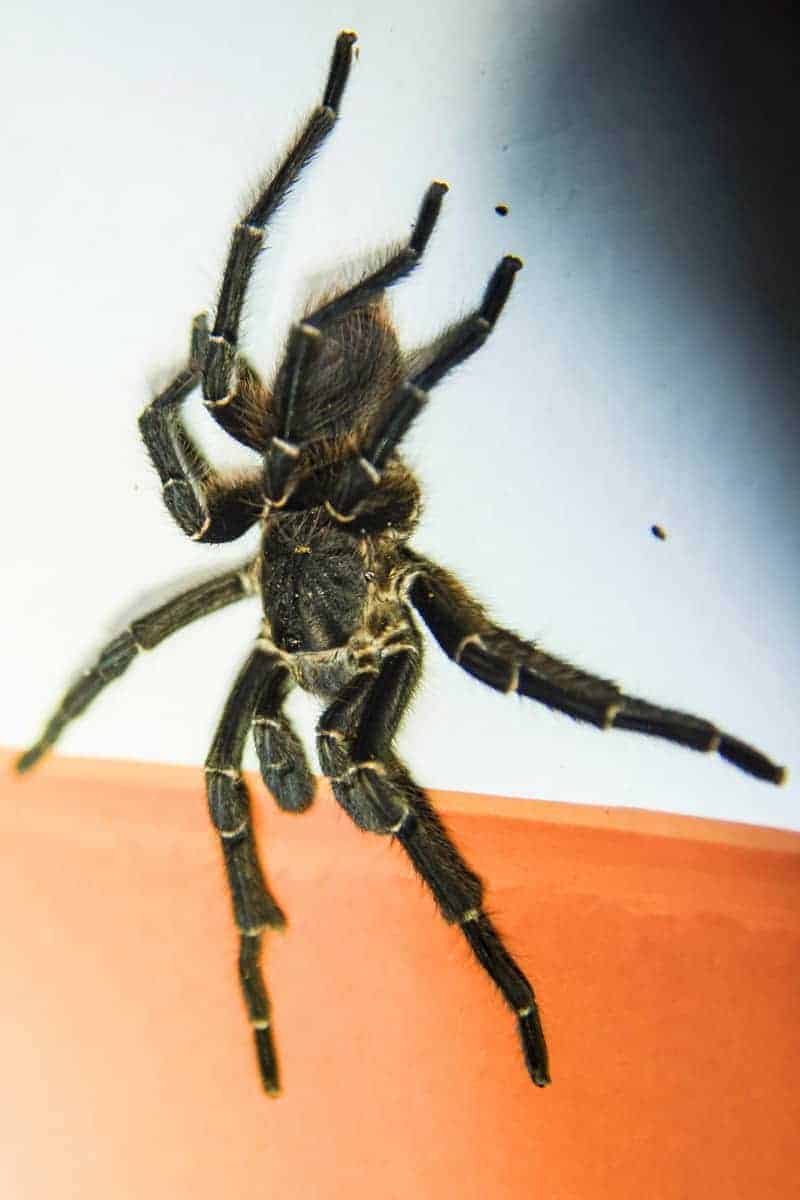 Tarantula of vogelspin tijdens de fotoreis Brazilië gefotografeerd. Tarantula of vogelspin tijdens de fotoreis Brazilië gefotografeerd.